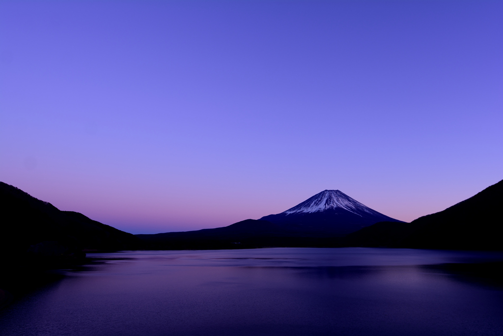紫富士
