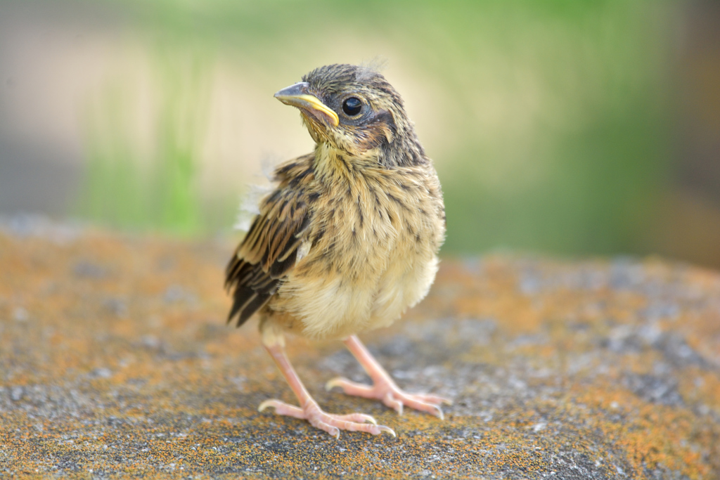 幼鳥