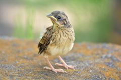 幼鳥