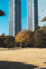 浜離宮恩賜庭園