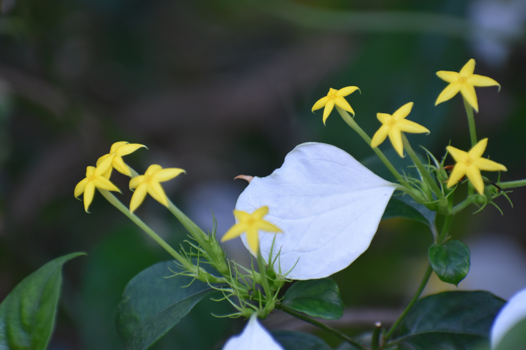 花開く4