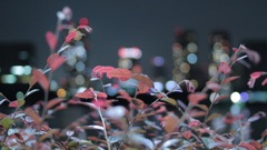 ナゾの植物