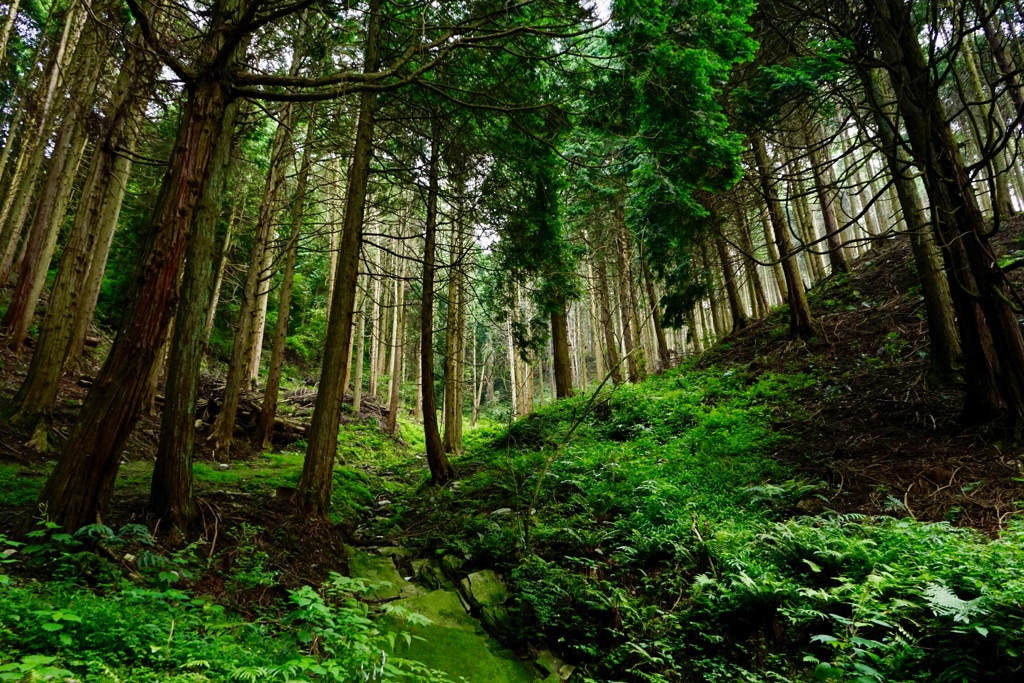 近所の山