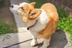 コーギーちゃんです。