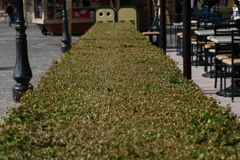 ディズニーシー