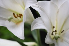 面としての植物