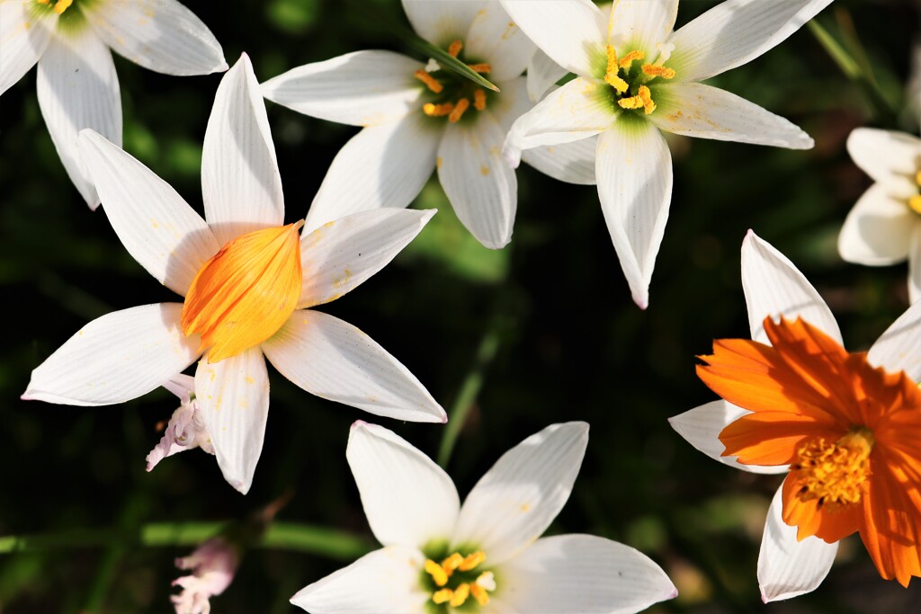 面としての植物