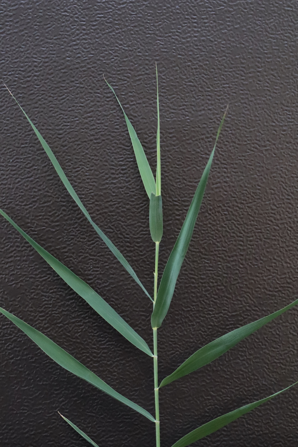 面としての植物