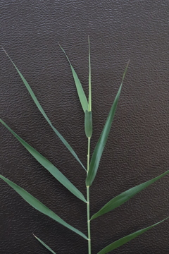 面としての植物