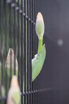 柵から出ている菖蒲