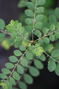 面としての植物