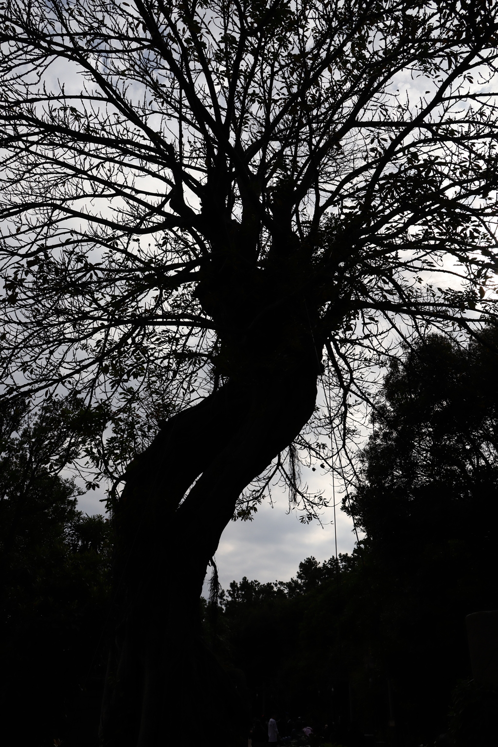 ディズニーシー