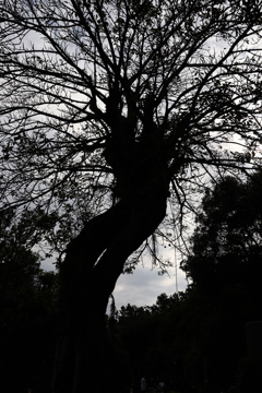 ディズニーシー