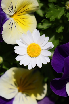 面としての植物