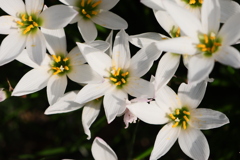 面としての植物
