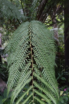 ディズニーシー