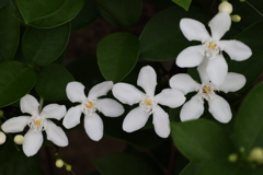 面としての植物