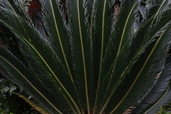 「面」としての植物