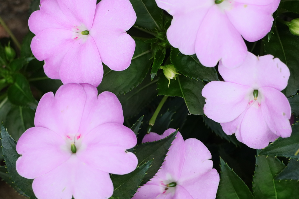 植物