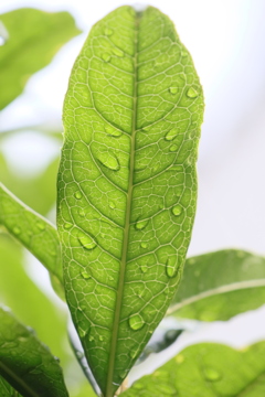 雨に濡れた葉
