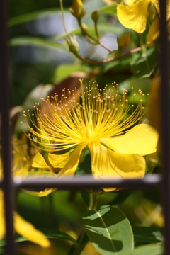 植物