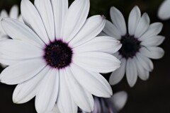 面としての植物