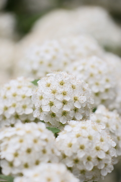 可愛い小ささに惹かれました