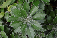 ディズニーシー