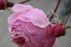 雨に濡れたバラ