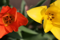 面としての植物