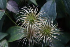 面としての植物