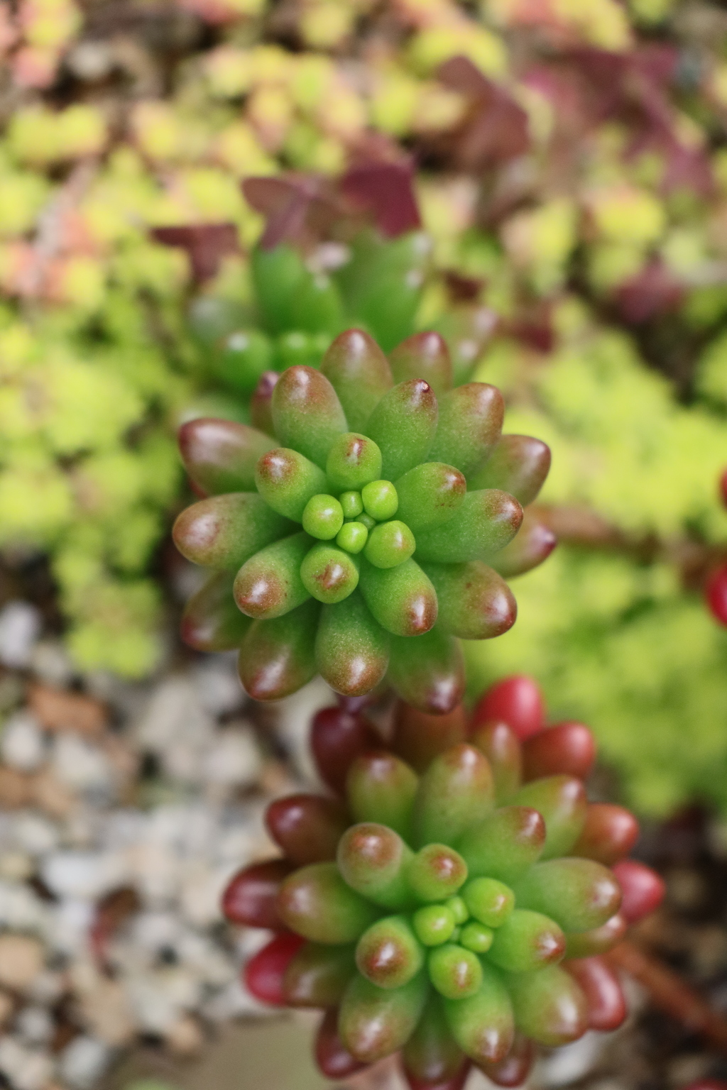 肉厚な植物