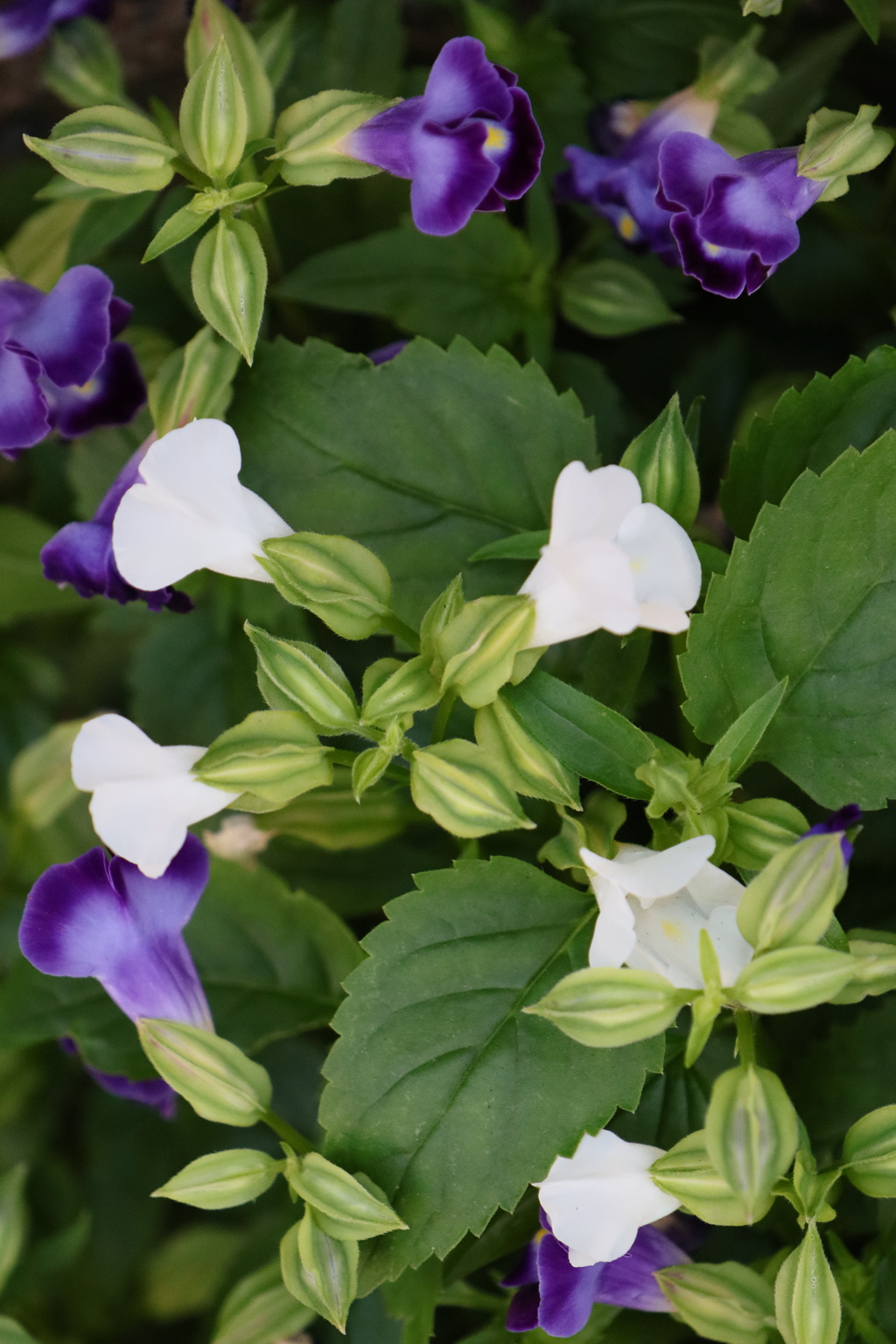 平面な植物
