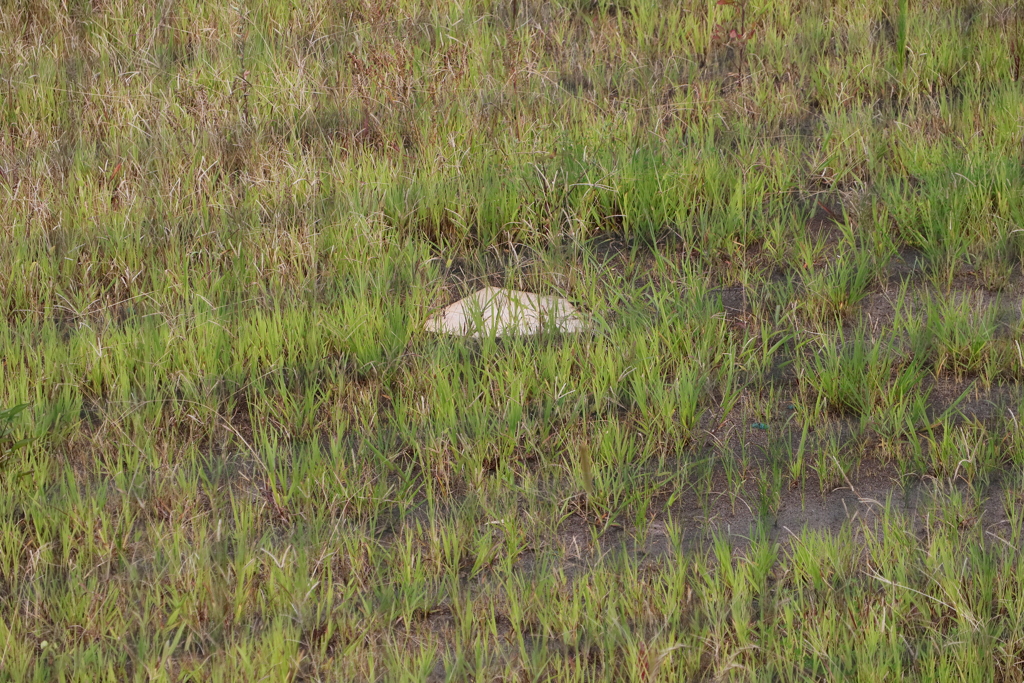 グランド　スナップ