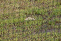 グランド　スナップ