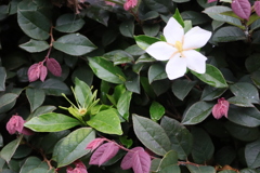 面としての植物