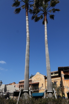 ディズニーシー