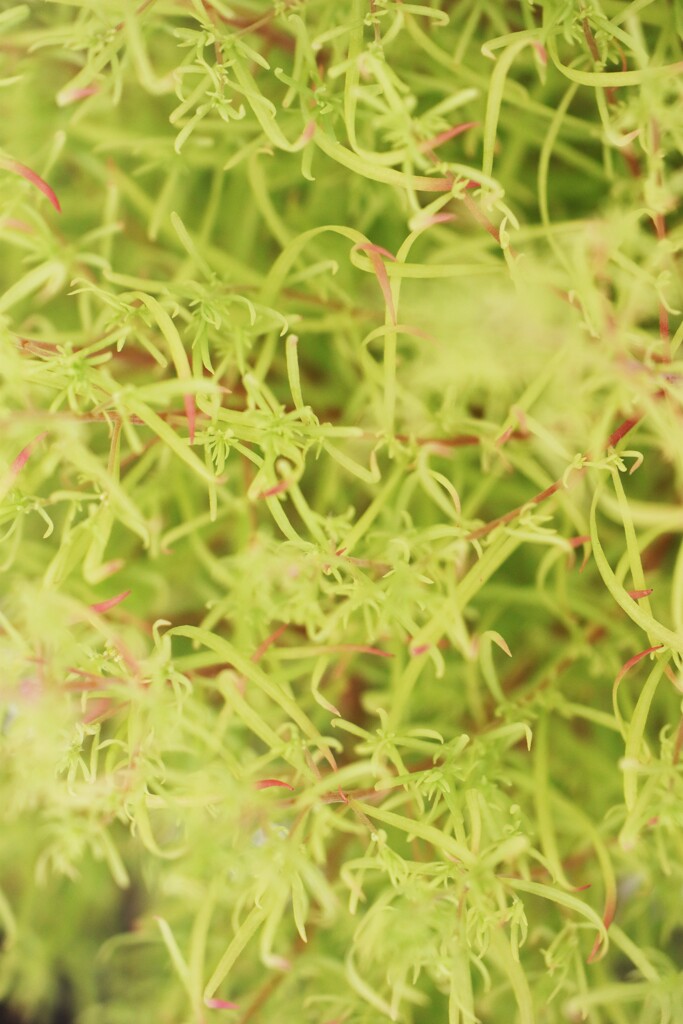 面としての植物