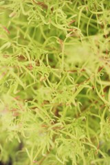 面としての植物