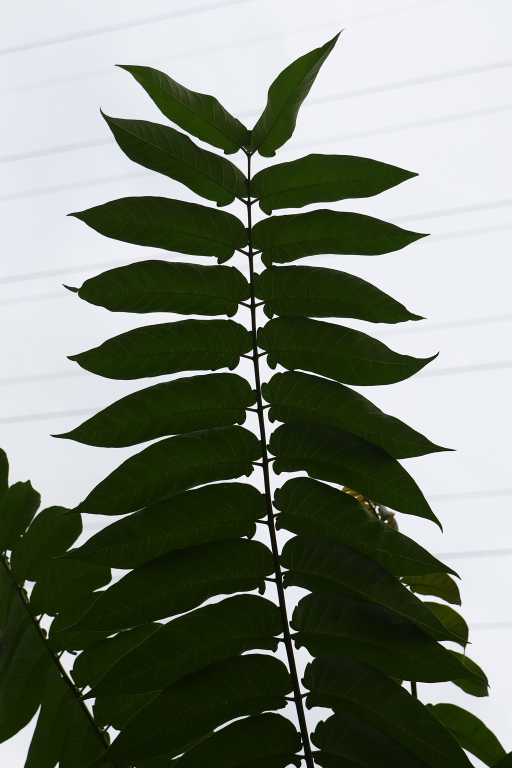 植物