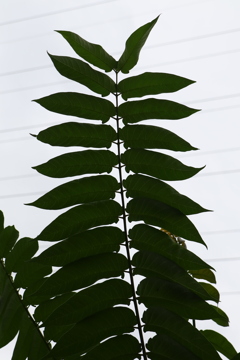 植物