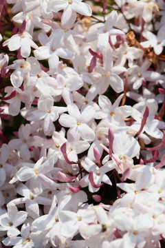 面としての植物
