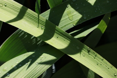 面としての植物