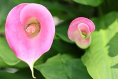 面としての植物