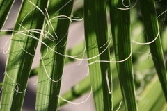 植物