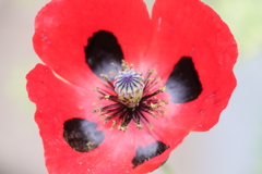 面としての植物