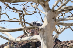 ディズニーシー