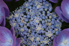 面としての植物