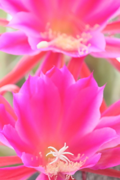 面としての植物