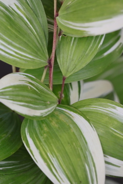 面としての植物